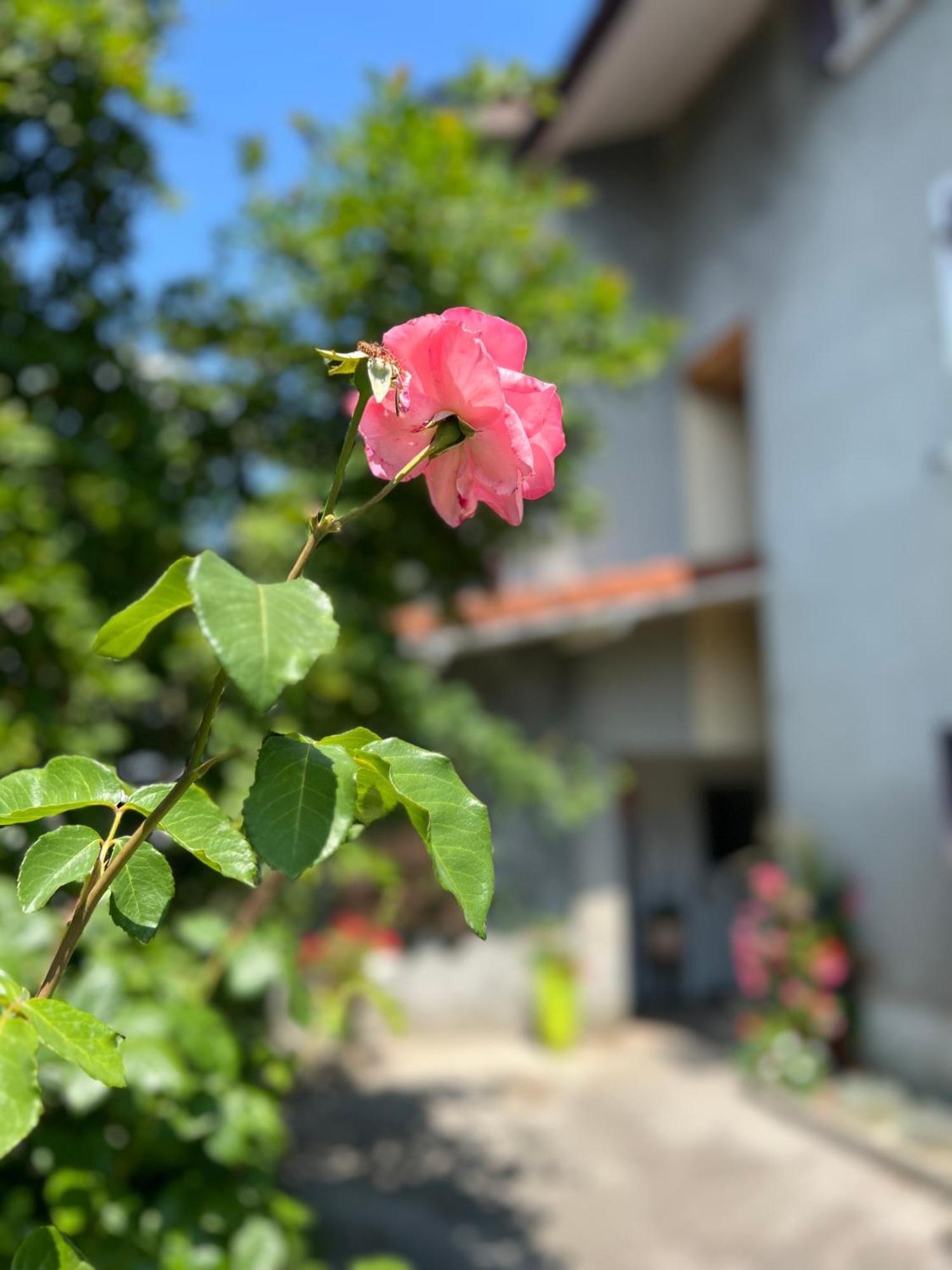 La Branche Du Cerisier Apartment *